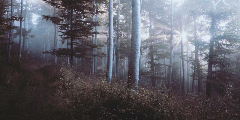 SD-WAN组网方案选型实战指南：从多分支互联到云访问优化的开发教程与网络技术分享