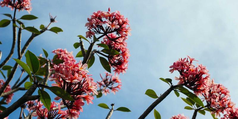 Wi-Fi 7关键技术解析：多链路操作与确定性延迟如何重塑编程资源与开发体验