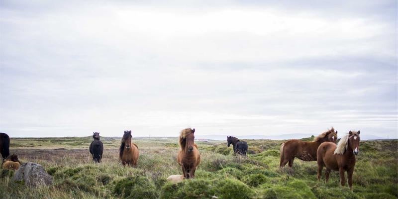 基于P4的可编程数据平面实战：自定义网络协议开发教程与软件分享