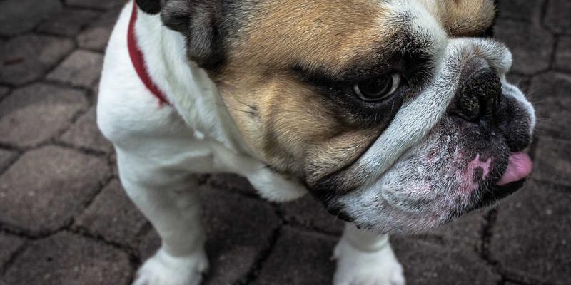 意图驱动网络：基于AI的自然语言网络运维实战指南