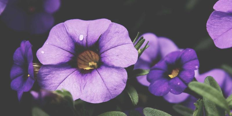 网络技术21：掌握编程资源与技术博客，构建高效开发体系