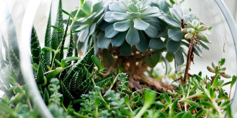 网络技术23：数字资源、技术博客与软件分享的深度整合指南