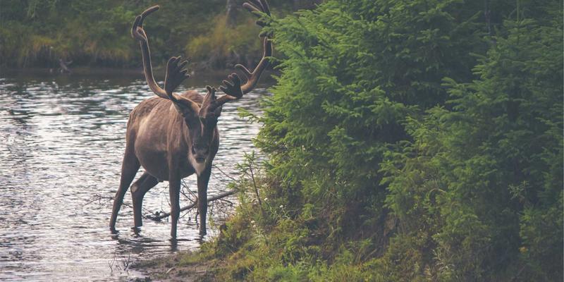 软件定义网络(SDN)控制器深度对比：ONOS、OpenDaylight与商用方案全解析